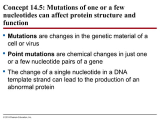 © 2014 Pearson Education, Inc.
Concept 14.5: Mutations of one or a few
nucleotides can affect protein structure and
function
 Mutations are changes in the genetic material of a
cell or virus
 Point mutations are chemical changes in just one
or a few nucleotide pairs of a gene
 The change of a single nucleotide in a DNA
template strand can lead to the production of an
abnormal protein
 