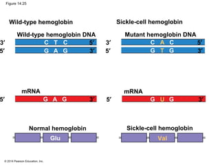 © 2014 Pearson Education, Inc.
Figure 14.25
AG G
Wild-type hemoglobin
mRNA
5′
3′
mRNA
Wild-type hemoglobin DNA
5′
3′5′
3′
TC C
TG G
AC C 5′
3′
AG G5′ 5′3′ UG G 3′
Normal hemoglobin
Sickle-cell hemoglobin
Mutant hemoglobin DNA
Sickle-cell hemoglobin
ValGlu
 