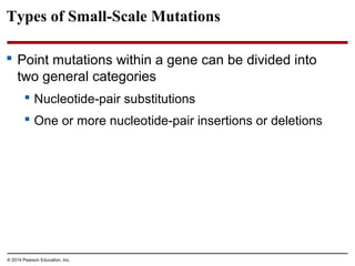 © 2014 Pearson Education, Inc.
Types of Small-Scale Mutations
 Point mutations within a gene can be divided into
two general categories
 Nucleotide-pair substitutions
 One or more nucleotide-pair insertions or deletions
 