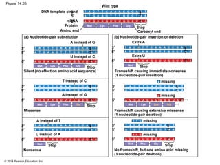 © 2014 Pearson Education, Inc.
Figure 14.26
mRNA
DNA template strand
Stop
Carboxyl end
Protein
Amino end
Phe GlyMet Lys
A G3′ T CC 5′T T T TA A A AC C
5′ 3′TA A A A AT T T TG G G G C
U5′ 3′G CA U U G GGA A A AU U
Wild type
Phe GlyMet Lys
A A3′ T CC 5′T T T TA A A AC C
5′ 3′TA A A A AT T T TG G G G T
U5′ 3′G UA U U G GGA A A AU U
Phe SerMet Lys
A G3′ T CC 5′T T T TA A A AC T
5′ 3′TA A A A AT T T TG G A G C
U5′ 3′G CA U U A GGA A A AU U
Met
A C3′ T CT 5′A T A TC A A GC A
5′ 3′TA T A T AG T T CG A T G G
U5′ 3′G GA G U U GAU A U AU U
Leu AlaMet Lys
A A3′ T GC 5′T T T
A
A A C TC C
5′ 3′TA A A AGT T AG G G C T
U5′ 3′G UA U G G GGA A A
U
U A
GlyMet Phe
A T3′ T TA 5′A A
T T
C C G
C
C A
5′ 3′TA T T
A
A
G G C
T
G T T A A
U5′ 3′G AA G C U AUU U
A G
G
A
Met
A G3′ T CC 5′A T T TA A A AC C
5′ 3′TA T A A AT T T TG G G G C
U5′ 3′G UA U U G GGU A A AU U
Stop Stop
Stop
Stop
Stop
A instead of G
Silent (no effect on amino acid sequence)
(a) Nucleotide-pair substitution
U instead of C
T instead of C
Missense
A instead of G
A instead of T
Nonsense
U instead of A
Extra A
Frameshift causing immediate nonsense
(1 nucleotide-pair insertion)
(b) Nucleotide-pair insertion or deletion
Extra U
Frameshift causing extensive missense
(1 nucleotide-pair deletion)
missing
missing
missing
missing
No frameshift, but one amino acid missing
(3 nucleotide-pair deletion)
 