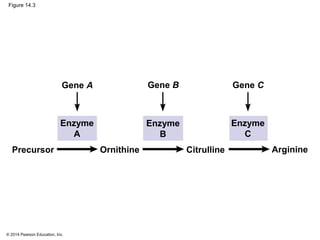 © 2014 Pearson Education, Inc.
Figure 14.3
Precursor
Gene A
Ornithine Citrulline Arginine
Gene B Gene C
Enzyme
A
Enzyme
B
Enzyme
C
 