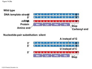 © 2014 Pearson Education, Inc.
Figure 14.26a
DNA template strand
mRNA
Stop
Carboxyl end
Protein
Amino end
Phe GlyMet Lys
3′ 5′
5′ 3′
5′ 3′
Wild type
Phe GlyMet Lys
3′ 5′
5′ 3′
5′ 3′
Stop
A instead of G
Nucleotide-pair substitution: silent
U instead of C
T A T T A A A A T TC C C C G
TA T TA A AAT TG G G CG
UA U UA A AAU UG G G CG
T A T T A A A A T TC C C C A
TA T TA A AAT TG G G TG
UA U UA A AAU UG G G UG
 