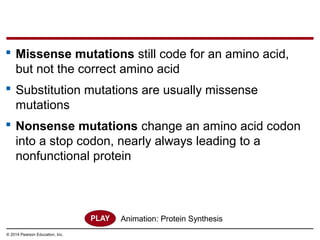© 2014 Pearson Education, Inc.
 Missense mutations still code for an amino acid,
but not the correct amino acid
 Substitution mutations are usually missense
mutations
 Nonsense mutations change an amino acid codon
into a stop codon, nearly always leading to a
nonfunctional protein
Animation: Protein Synthesis
 
