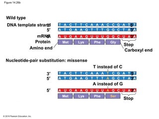 © 2014 Pearson Education, Inc.
Figure 14.26b
DNA template strand
mRNA
Stop
Carboxyl end
Protein
Amino end
Phe GlyMet Lys
3′ 5′
5′ 3′
5′ 3′
Wild type
Phe SerMet Lys
3′ 5′
5′ 3′
5′ 3′
Stop
T instead of C
A instead of G
Nucleotide-pair substitution: missense
T A T T A A A A T TC C C C G
TA T TA A AAT TG G G CG
UA U UA A AAU UG G G CG
T A T T A A A A T TC C T C G
TA T TA A AAT TG A G CG
UA U UA A AAU UG A G CG
 