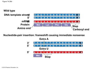 © 2014 Pearson Education, Inc.
Figure 14.26d
DNA template strand
mRNA
Stop
Carboxyl end
Protein
Amino end
Phe GlyMet Lys
3′ 5′
5′ 3′
5′ 3′
Wild type
Nucleotide-pair insertion: frameshift causing immediate nonsense
Met
3′ 5′
5′ 3′
5′ 3′
Stop
Extra A
Extra U
T A T T A A A A T TC C C C G
TA T TA A AAT TG G G CG
UA U UA A AAU UG G G CG
T A T T A A A A T TC C C C G
TA T TA A AAT TG G G CG
UA U UA A AAU UG G G CG
A
T
U
 