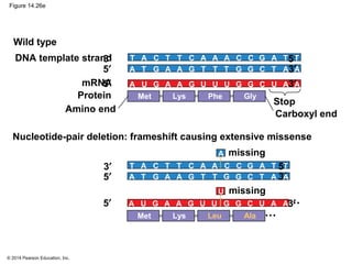 © 2014 Pearson Education, Inc.
Figure 14.26e
DNA template strand
mRNA
Stop
Carboxyl end
Protein
Amino end
Phe GlyMet Lys
3′ 5′
5′ 3′
5′ 3′
Wild type
Nucleotide-pair deletion: frameshift causing extensive missense
Leu AlaMet Lys
3′ 5′
A
5′ 3′
5′ 3′
U
missing
missing
T A T T A A A A T TC C C C G
TA T TA A AAT TG G G CG
UA U UA A AAU UG G G CG
T A T T A A
G
A T TC C C C G
TA T TA A AATG G CG
UA U UA A AAG UG G CG
 