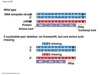 © 2014 Pearson Education, Inc.
Figure 14.26f
DNA template strand
mRNA
Stop
Carboxyl end
Protein
Amino end
Phe GlyMet Lys
3′ 5′
5′ 3′
5′ 3′
Wild type
3 nucleotide-pair deletion: no frameshift, but one amino acid
missing
GlyMet Phe
3′ 5′
T T C
5′ 3′
5′ 3′
A GA
Stop
missing
missing
T A T T A A A A T TC C C C G
TA T TA A AAT TG G G CG
UA U UA A AAU UG G G CG
T A A A C C GC A A T T
TA G GT T CT T A AG
UA U U UG G G C U A A
 