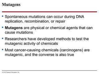 © 2014 Pearson Education, Inc.
Mutagens
 Spontaneous mutations can occur during DNA
replication, recombination, or repair
 Mutagens are physical or chemical agents that can
cause mutations
 Researchers have developed methods to test the
mutagenic activity of chemicals
 Most cancer-causing chemicals (carcinogens) are
mutagenic, and the converse is also true
 