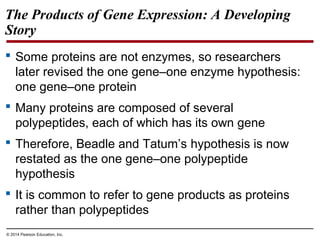 © 2014 Pearson Education, Inc.
The Products of Gene Expression: A Developing
Story
 Some proteins are not enzymes, so researchers
later revised the one gene–one enzyme hypothesis:
one gene–one protein
 Many proteins are composed of several
polypeptides, each of which has its own gene
 Therefore, Beadle and Tatum’s hypothesis is now
restated as the one gene–one polypeptide
hypothesis
 It is common to refer to gene products as proteins
rather than polypeptides
 