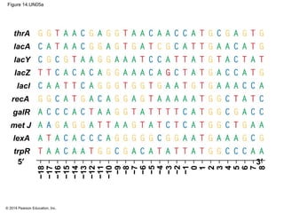 © 2014 Pearson Education, Inc.
Figure 14.UN05a
thrA
−18
lacA
lacY
lacZ
lacl
recA
lexA
galR
met J
trpR
3′5′
−17
−16
−15
−14
−13
−12
−11
−10
0
−1
−2
−3
−4
−5
−6
−7
−8
−9
1
2
3
4
5
6
7
8
 