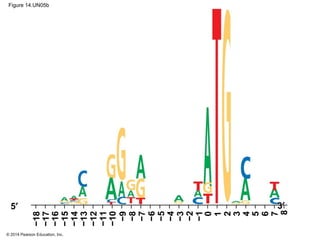 © 2014 Pearson Education, Inc.
Figure 14.UN05b
3′5′
−18
−17
−16
−15
−14
−13
−12
−11
−10
0
−1
−2
−3
−4
−5
−6
−7
−8
−9
1
2
3
4
5
6
7
8
 