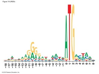 © 2014 Pearson Education, Inc.
Figure 14.UN05c
−18
−17
−16
−15
−14
−13
−12
−11
−10
0
−1
−2
−3
−4
−5
−6
−7
−8
−9
1
2
3
4
5
6
7
8
 