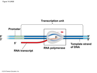 © 2014 Pearson Education, Inc.
Figure 14.UN06
3′
5′
3′
5′ 3′
5′
RNA transcript
RNA polymerase
Transcription unit
Promoter
Template strand
of DNA
 