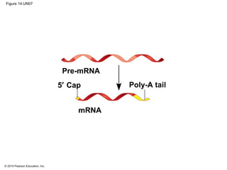 © 2014 Pearson Education, Inc.
Figure 14.UN07
5′ Cap
Pre-mRNA
mRNA
Poly-A tail
 