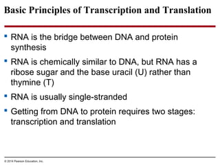 © 2014 Pearson Education, Inc.
Basic Principles of Transcription and Translation
 RNA is the bridge between DNA and protein
synthesis
 RNA is chemically similar to DNA, but RNA has a
ribose sugar and the base uracil (U) rather than
thymine (T)
 RNA is usually single-stranded
 Getting from DNA to protein requires two stages:
transcription and translation
 