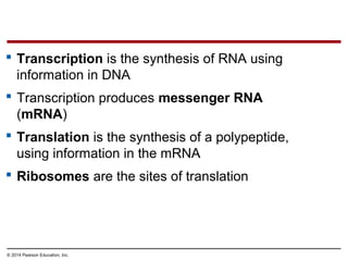 © 2014 Pearson Education, Inc.
 Transcription is the synthesis of RNA using
information in DNA
 Transcription produces messenger RNA
(mRNA)
 Translation is the synthesis of a polypeptide,
using information in the mRNA
 Ribosomes are the sites of translation
 