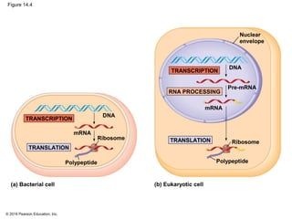 © 2014 Pearson Education, Inc.
Figure 14.4
Nuclear
envelope
Pre-mRNA
mRNA
DNA
RNA PROCESSING
TRANSCRIPTION
TRANSLATION
Polypeptide
Ribosome
mRNA
DNA
TRANSCRIPTION
TRANSLATION
Polypeptide
Ribosome
(a) Bacterial cell (b) Eukaryotic cell
 
