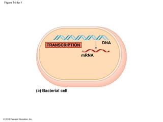 © 2014 Pearson Education, Inc.
Figure 14.4a-1
mRNA
DNA
TRANSCRIPTION
(a) Bacterial cell
 