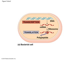 © 2014 Pearson Education, Inc.
Figure 14.4a-2
mRNA
DNA
TRANSCRIPTION
TRANSLATION
Polypeptide
Ribosome
(a) Bacterial cell
 