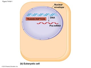 © 2014 Pearson Education, Inc.
Figure 14.4b-1
Nuclear
envelope
Pre-mRNA
DNA
TRANSCRIPTION
(b) Eukaryotic cell
 
