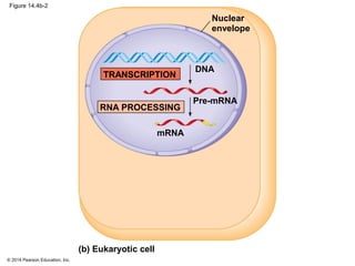 © 2014 Pearson Education, Inc.
Figure 14.4b-2
Nuclear
envelope
Pre-mRNA
mRNA
DNA
RNA PROCESSING
TRANSCRIPTION
(b) Eukaryotic cell
 