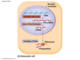 © 2014 Pearson Education, Inc.
Figure 14.4b-3
Nuclear
envelope
Pre-mRNA
mRNA
DNA
RNA PROCESSING
TRANSCRIPTION
TRANSLATION
Polypeptide
Ribosome
(b) Eukaryotic cell
 