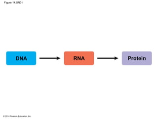 © 2014 Pearson Education, Inc.
Figure 14.UN01
DNA RNA Protein
 