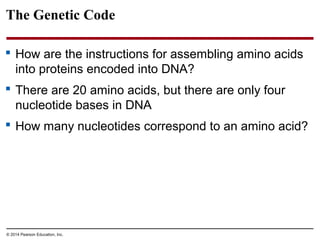 © 2014 Pearson Education, Inc.
The Genetic Code
 How are the instructions for assembling amino acids
into proteins encoded into DNA?
 There are 20 amino acids, but there are only four
nucleotide bases in DNA
 How many nucleotides correspond to an amino acid?
 