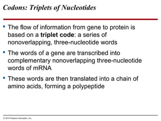 © 2014 Pearson Education, Inc.
Codons: Triplets of Nucleotides
 The flow of information from gene to protein is
based on a triplet code: a series of
nonoverlapping, three-nucleotide words
 The words of a gene are transcribed into
complementary nonoverlapping three-nucleotide
words of mRNA
 These words are then translated into a chain of
amino acids, forming a polypeptide
 