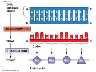 © 2014 Pearson Education, Inc.
Figure 14.5
DNA
template
strand
Protein
mRNA
3′
Trp
TRANSCRIPTION
TRANSLATION
Amino acid
Codon
5′
3′5′
3′
5′
Phe Gly Ser
GU G U UU G G UC C A
CA C A AA C C AG G T
GT G T TT G G TC C A
 