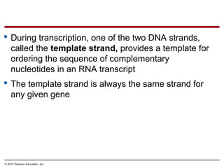 © 2014 Pearson Education, Inc.
 During transcription, one of the two DNA strands,
called the template strand, provides a template for
ordering the sequence of complementary
nucleotides in an RNA transcript
 The template strand is always the same strand for
any given gene
 