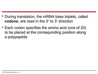 © 2014 Pearson Education, Inc.
 During translation, the mRNA base triplets, called
codons, are read in the 5′ to 3′ direction
 Each codon specifies the amino acid (one of 20)
to be placed at the corresponding position along
a polypeptide
 