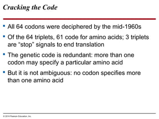 © 2014 Pearson Education, Inc.
Cracking the Code
 All 64 codons were deciphered by the mid-1960s
 Of the 64 triplets, 61 code for amino acids; 3 triplets
are “stop” signals to end translation
 The genetic code is redundant: more than one
codon may specify a particular amino acid
 But it is not ambiguous: no codon specifies more
than one amino acid
 