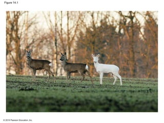 © 2014 Pearson Education, Inc.
Figure 14.1
 