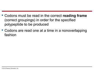 © 2014 Pearson Education, Inc.
 Codons must be read in the correct reading frame
(correct groupings) in order for the specified
polypeptide to be produced
 Codons are read one at a time in a nonoverlapping
fashion
 