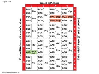 © 2014 Pearson Education, Inc.
Figure 14.6
UUU
Second mRNA base
UUC
UUA
UUG
UCU
UCC
UCA
UCG
UAU
UAC
UAA
UAG
UGU
UGC
UGA
UGG
CUU
CUC
CUA
CUG
CCU
CCC
CCA
CCG
CAU
CAC
CAA
CAG
CGU
CGC
CGA
CGG
AUU
AUC
AUA
AUG
ACU
ACC
ACA
ACG
AAU
AAC
AAA
AAG
AGU
AGC
AGA
AGG
GUU
GUC
GUA
GUG
GCU
GCC
GCA
GCG
GAU
GAC
GAA
GAG
GGU
GGC
GGA
GGG
FirstmRNAbase(5′endofcodon)
U
C
A
G
U
C
A
G
U
C
A
G
U
C
A
G
U
C
A
G
U C A G
Phe
Leu
Ser
Tyr Cys
Trp
Met or
start
Stop
Stop Stop
Arg
Gln
His
ProLeu
Val Ala
Asp
Glu
Gly
IIe
Thr
Lys
Asn
Arg
Ser
ThirdmRNAbase(3′endofcodon)
 