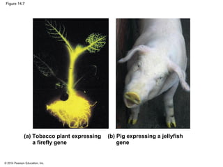 © 2014 Pearson Education, Inc.
Figure 14.7
(a) Tobacco plant expressing
a firefly gene
(b) Pig expressing a jellyfish
gene
 