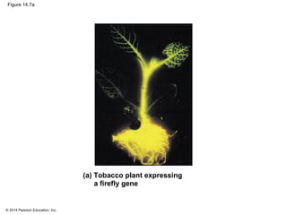 © 2014 Pearson Education, Inc.
Figure 14.7a
(a) Tobacco plant expressing
a firefly gene
 