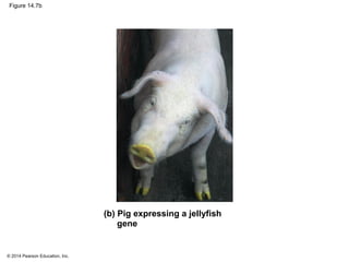 © 2014 Pearson Education, Inc.
Figure 14.7b
(b) Pig expressing a jellyfish
gene
 