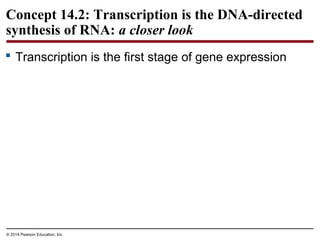© 2014 Pearson Education, Inc.
Concept 14.2: Transcription is the DNA-directed
synthesis of RNA: a closer look
 Transcription is the first stage of gene expression
 