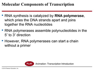 © 2014 Pearson Education, Inc.
Molecular Components of Transcription
 RNA synthesis is catalyzed by RNA polymerase,
which pries the DNA strands apart and joins
together the RNA nucleotides
 RNA polymerases assemble polynucleotides in the
5′ to 3′ direction
 However, RNA polymerases can start a chain
without a primer
Animation: Transcription Introduction
 