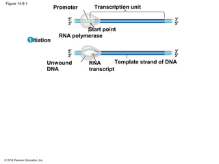 © 2014 Pearson Education, Inc.
Figure 14.8-1
Transcription unit
RNA polymerase
Promoter
Template strand of DNA
Start point
RNA
transcript
Unwound
DNA
Initiation
3′
5′
3′
5′ 3′
5′
3′
5′
1
 