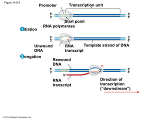 © 2014 Pearson Education, Inc.
Figure 14.8-2
Transcription unit
RNA polymerase
Promoter
Template strand of DNA
Start point
RNA
transcript
Unwound
DNA
Rewound
DNA
RNA
transcript
Direction of
transcription
(“downstream”)
Initiation
Elongation
3′
5′
3′
5′
3′
5′ 3′
5′
3′
5′
3′
5′
3′
5′
2
1
 