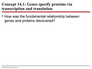 © 2014 Pearson Education, Inc.
Concept 14.1: Genes specify proteins via
transcription and translation
 How was the fundamental relationship between
genes and proteins discovered?
 