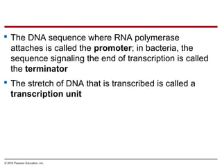 © 2014 Pearson Education, Inc.
 The DNA sequence where RNA polymerase
attaches is called the promoter; in bacteria, the
sequence signaling the end of transcription is called
the terminator
 The stretch of DNA that is transcribed is called a
transcription unit
 