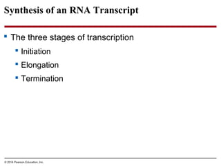 © 2014 Pearson Education, Inc.
Synthesis of an RNA Transcript
 The three stages of transcription
 Initiation
 Elongation
 Termination
 