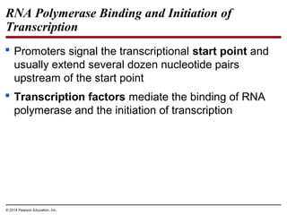 © 2014 Pearson Education, Inc.
RNA Polymerase Binding and Initiation of
Transcription
 Promoters signal the transcriptional start point and
usually extend several dozen nucleotide pairs
upstream of the start point
 Transcription factors mediate the binding of RNA
polymerase and the initiation of transcription
 