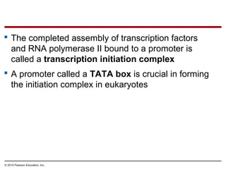 © 2014 Pearson Education, Inc.
 The completed assembly of transcription factors
and RNA polymerase II bound to a promoter is
called a transcription initiation complex
 A promoter called a TATA box is crucial in forming
the initiation complex in eukaryotes
 