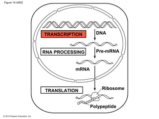 © 2014 Pearson Education, Inc.
Figure 14.UN02
DNA
Pre-mRNA
mRNA
Ribosome
Polypeptide
TRANSLATION
TRANSCRIPTION
RNA PROCESSING
 