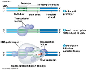 © 2014 Pearson Education, Inc.
Figure 14.9
Transcription
factors
TATA box
Promoter
Nontemplate strand
Start point
Transcription
initiation
complex forms.
Transcription initiation complex
DNA
RNA transcript
A eukaryotic
promoter
Several transcription
factors bind to DNA.
3′
5′
5′ 3′
3′
5′
3′
5′
3′
5′
3
2
1
Template
strand
Transcription
factors
RNA polymerase II
3′
5′
3′
5′ T A T A A A A
AT A T T T T
 